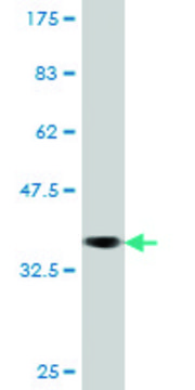 Monoclonal Anti-EXO1, (C-terminal) antibody produced in mouse clone 1H6, purified immunoglobulin, buffered aqueous solution