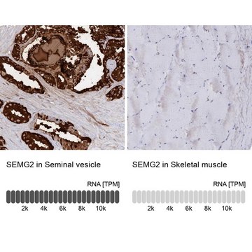 Anti-SEMG2 antibody produced in rabbit Prestige Antibodies&#174; Powered by Atlas Antibodies, affinity isolated antibody, buffered aqueous glycerol solution