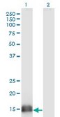 Monoclonal Anti-SUMO2 antibody produced in mouse clone 2H8, purified immunoglobulin, buffered aqueous solution