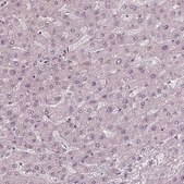Anti-GNRH1 antibody produced in rabbit Prestige Antibodies&#174; Powered by Atlas Antibodies, affinity isolated antibody, buffered aqueous glycerol solution