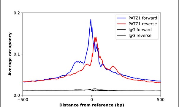 Anti-PATZ1 antibody produced in rabbit Prestige Antibodies&#174; Powered by Atlas Antibodies, affinity isolated antibody, buffered aqueous glycerol solution
