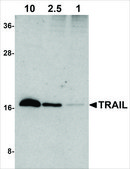 Anti-Trail antibody produced in rabbit IgG fraction of antiserum, buffered aqueous solution
