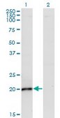 Monoclonal Anti-IL6 antibody produced in mouse clone 2D12, purified immunoglobulin, buffered aqueous solution