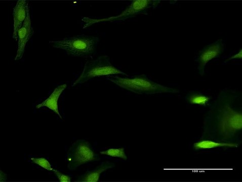 Anti-FANCL antibody produced in rabbit purified immunoglobulin, buffered aqueous solution