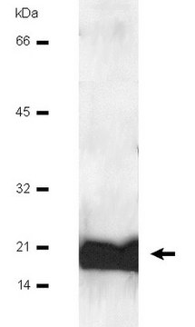 Anti-Calmodulin Antibody Upstate&#174;, from mouse