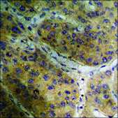 Anti-phospho-AMPK &#945; (pThr172) antibody produced in rabbit affinity isolated antibody