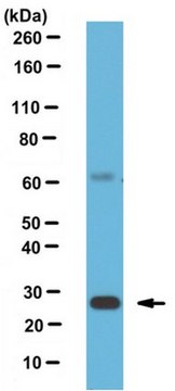 Anti-hGITR Antibody, clone 108-17 clone 108-17, from mouse