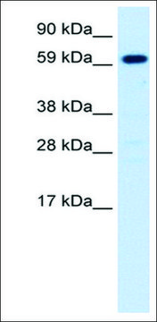 Anti-HNF4A antibody produced in rabbit affinity isolated antibody