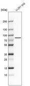 Anti-ARNTL2 antibody produced in rabbit Prestige Antibodies&#174; Powered by Atlas Antibodies, affinity isolated antibody, buffered aqueous glycerol solution