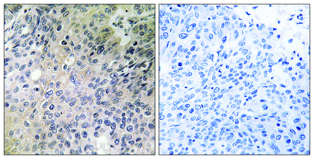 Anti-SHC3 antibody produced in rabbit affinity isolated antibody