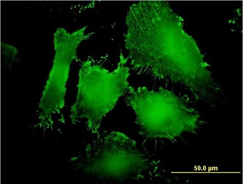 Monoclonal Anti-MAGI1 antibody produced in mouse clone 7B4, purified immunoglobulin, buffered aqueous solution