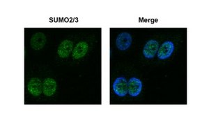 Anti-SUMO-2/3 Antibody, clone 8A2 clone 8A2, from mouse