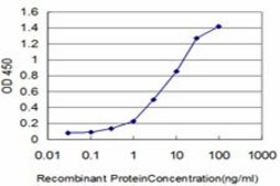 ANTI-FGR antibody produced in mouse clone 4C12, purified immunoglobulin, buffered aqueous solution