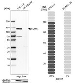 Anti-CDH17 antibody produced in rabbit Prestige Antibodies&#174; Powered by Atlas Antibodies, affinity isolated antibody, buffered aqueous glycerol solution, Ab3