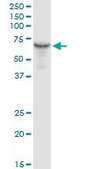 Anti-HSPD1 antibody produced in rabbit purified immunoglobulin, buffered aqueous solution