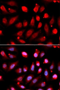 Anti- EZH2/KMT6 antibody produced in rabbit