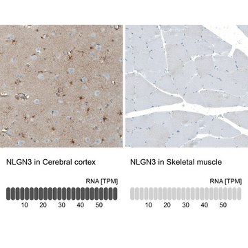 Anti-NLGN3 antibody produced in rabbit Prestige Antibodies&#174; Powered by Atlas Antibodies, affinity isolated antibody, buffered aqueous glycerol solution