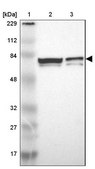 Anti-MYEF2 antibody produced in rabbit Prestige Antibodies&#174; Powered by Atlas Antibodies, affinity isolated antibody, buffered aqueous glycerol solution