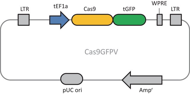 Cas9 GFP Lentiviral Particles