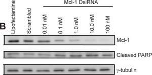 Anti-&#947;-Tubulin antibody, Mouse monoclonal clone GTU-88, ascites fluid