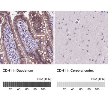 Monoclonal Anti-CDH1 antibody produced in mouse Prestige Antibodies&#174; Powered by Atlas Antibodies, clone CL1180, purified immunoglobulin, buffered aqueous glycerol solution