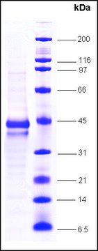 C-jun, proto oncogene human recombinant, expressed in insect cells, &#8805;80% (SDS-PAGE)