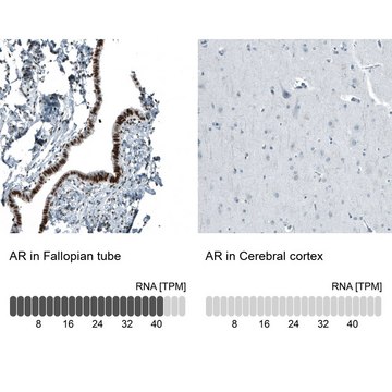 Monoclonal Anti-AR antibody produced in mouse Prestige Antibodies&#174; Powered by Atlas Antibodies, clone CL9255, purified immunoglobulin, buffered aqueous glycerol solution