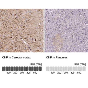 Anti-CNP antibody produced in rabbit Prestige Antibodies&#174; Powered by Atlas Antibodies, affinity isolated antibody, buffered aqueous glycerol solution, Ab2