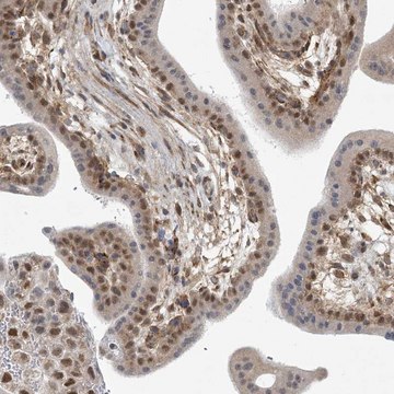 Anti-MED28 antibody produced in rabbit Prestige Antibodies&#174; Powered by Atlas Antibodies, affinity isolated antibody, buffered aqueous glycerol solution
