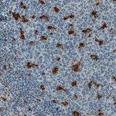 Monoclonal Anti-CD68 antibody produced in mouse Prestige Antibodies&#174; Powered by Atlas Antibodies, clone CL1346, purified immunoglobulin, buffered aqueous glycerol solution