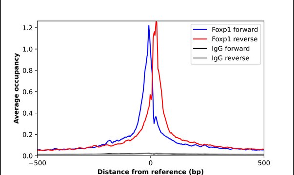 Anti-FOXP1 antibody produced in rabbit Prestige Antibodies&#174; Powered by Atlas Antibodies, affinity isolated antibody, buffered aqueous glycerol solution