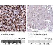 Anti-CD163 antibody produced in rabbit Prestige Antibodies&#174; Powered by Atlas Antibodies, affinity isolated antibody, buffered aqueous glycerol solution