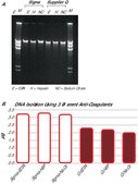 GenElute&#8482; Blood Genomic DNA Kit sufficient for 70&#160;purifications