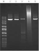 JumpStart&#8482; AccuTaq&#8482; LA DNA Polymerase Hot-start high fidelity Taq enzyme, 10X buffer included