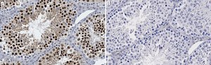 Anti-Nanog Antibody, clone 4D17 ZooMAb&#174; Rabbit Monoclonal recombinant, expressed in HEK 293 cells