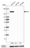 Anti-ANLN antibody produced in rabbit Prestige Antibodies&#174; Powered by Atlas Antibodies, affinity isolated antibody, buffered aqueous glycerol solution
