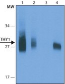Anti-THY1 antibody, Mouse monoclonal clone TH350, purified from hybridoma cell culture