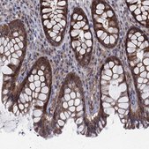 Anti-SLC35F2 antibody produced in rabbit Prestige Antibodies&#174; Powered by Atlas Antibodies, affinity isolated antibody, buffered aqueous glycerol solution