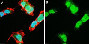 Anti-SOX-11 Antibody, clone 1F16 ZooMAb&#174; Rabbit Monoclonal recombinant, expressed in HEK 293 cells