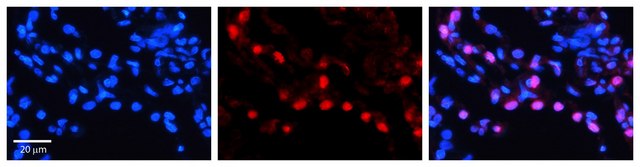 Anti-DNAJB1 antibody produced in rabbit affinity isolated antibody