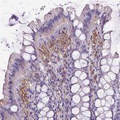 Monoclonal Anti-CD40 antibody produced in mouse Prestige Antibodies&#174; Powered by Atlas Antibodies, clone CL1673, purified immunoglobulin, buffered aqueous glycerol solution