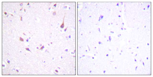 Anti-MST1 antibody produced in rabbit affinity isolated antibody