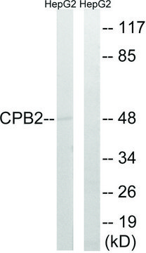 Anti-CPB2 antibody produced in rabbit affinity isolated antibody