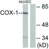 Anti-COX1 antibody produced in rabbit affinity isolated antibody