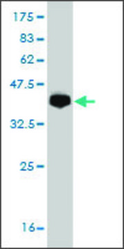 Monoclonal Anti-PCDH19 antibody produced in mouse clone 2G10, purified immunoglobulin, buffered aqueous solution