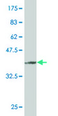 Monoclonal Anti-FUNDC2 antibody produced in mouse clone 2G12, purified immunoglobulin, buffered aqueous solution