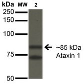Monoclonal Anti-Mitofusin - Rpe antibody produced in mouse clone S153-5, purified immunoglobulin
