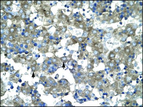 Anti-KLF15 antibody produced in rabbit IgG fraction of antiserum