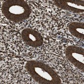 Anti-VCP antibody produced in rabbit Prestige Antibodies&#174; Powered by Atlas Antibodies, affinity isolated antibody, buffered aqueous glycerol solution