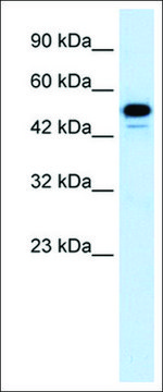 Anti-CDK8 antibody produced in rabbit IgG fraction of antiserum